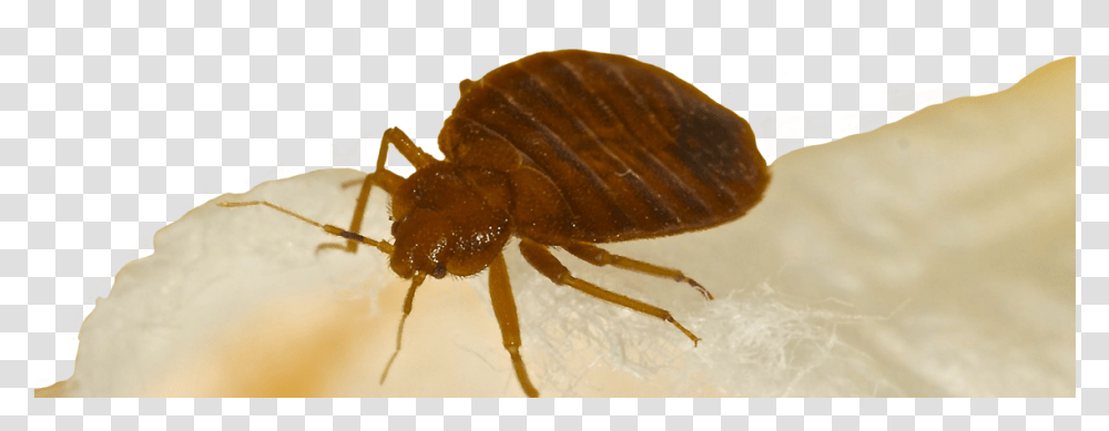 Bed Bugs Bed Bug Treatment Hotel Motel Apartment Exterminator Flea, Insect, Invertebrate, Animal, Spider Transparent Png