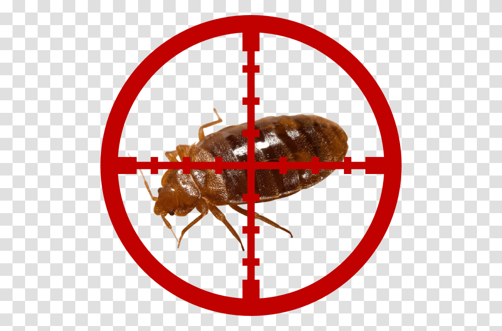 Bed Bugs Cross Hairs Clip Art, Insect, Invertebrate, Animal, Bird Transparent Png