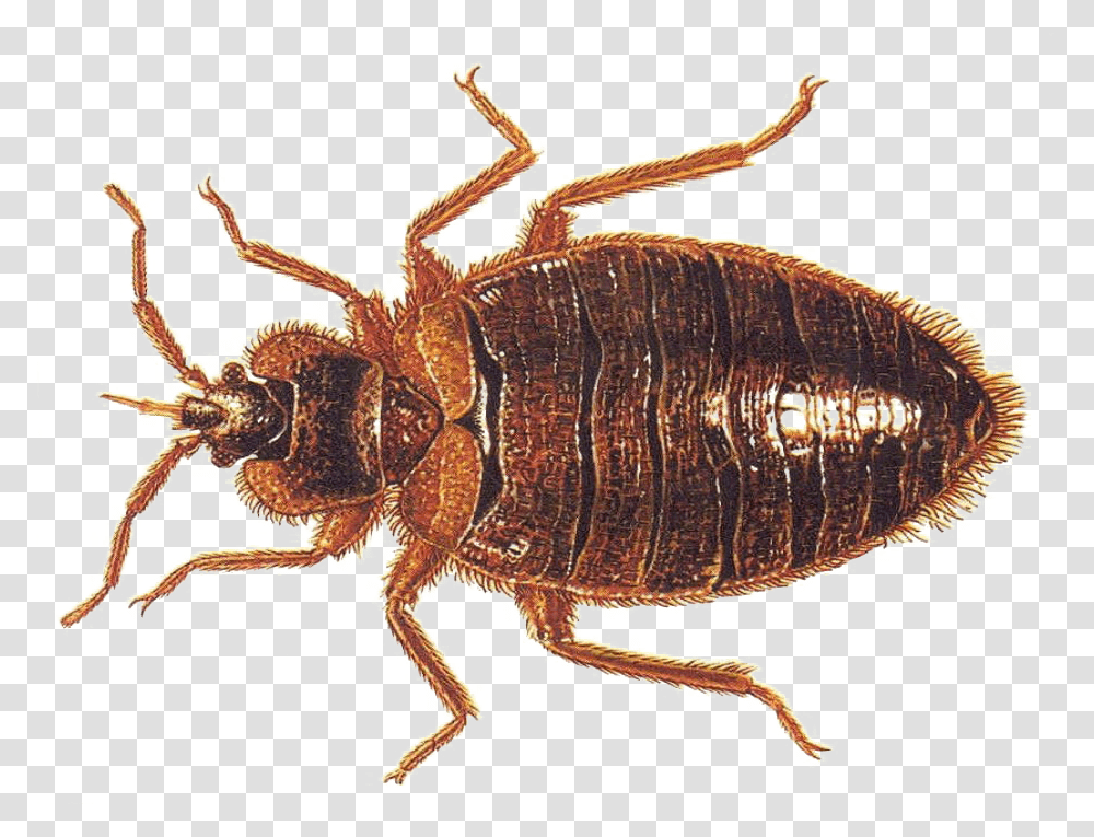 Bed Bugs, Insect, Invertebrate, Animal, Spider Transparent Png