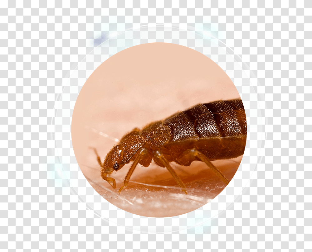 Bed Bugs, Lobster, Seafood, Sea Life, Animal Transparent Png