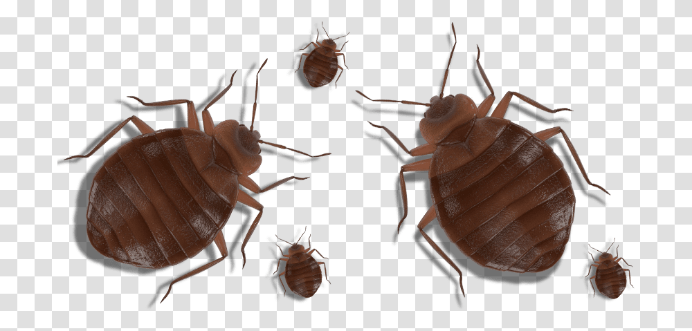 Bed Bugs On A White Background Cockroach, Invertebrate, Animal, Insect Transparent Png