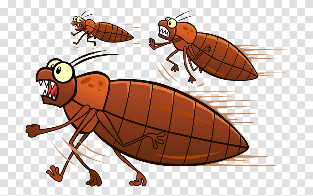 Bed Bugs Running Bed Bug Running, Insect, Invertebrate, Animal, Cockroach Transparent Png
