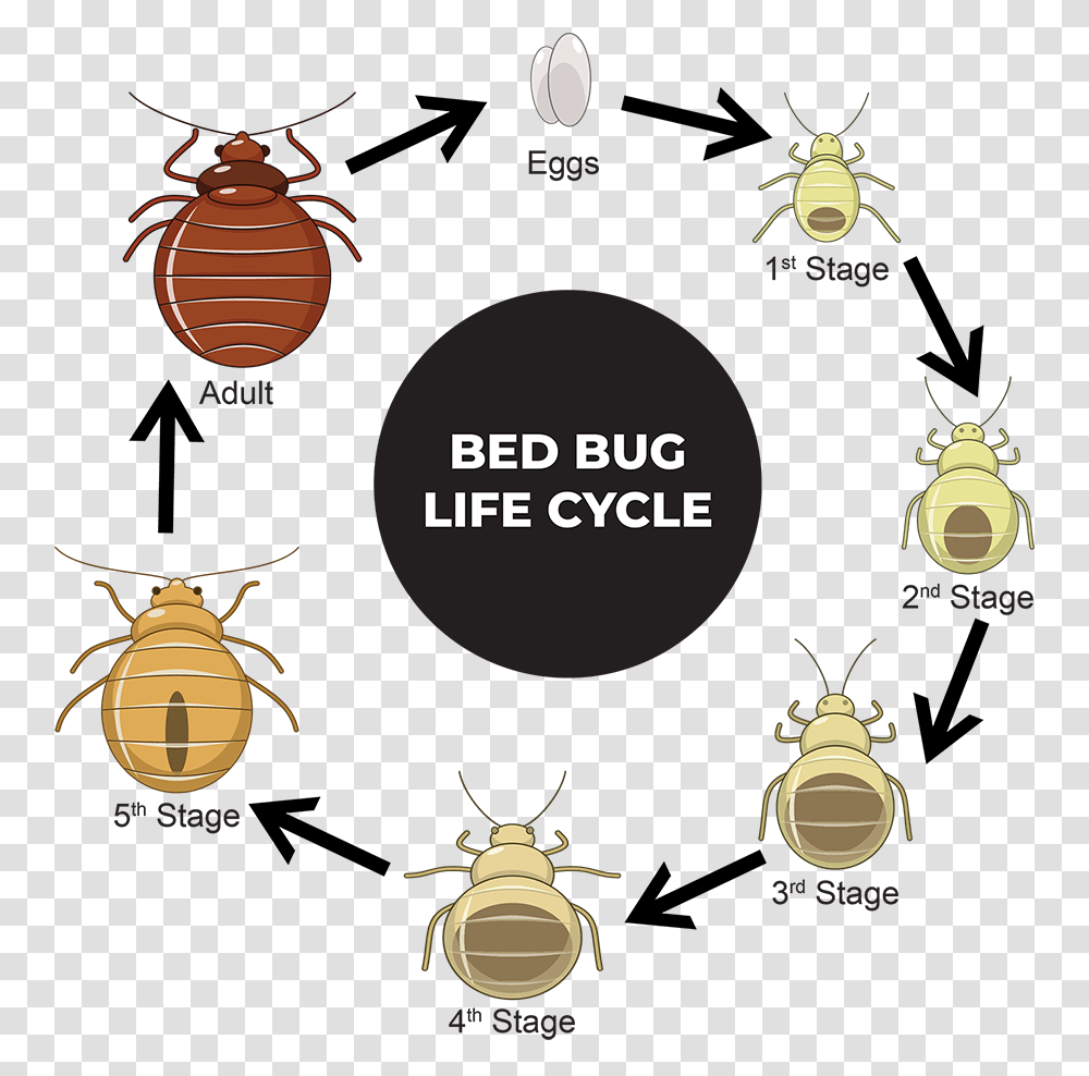Bedbug Bed Bugs, Person, Logo Transparent Png