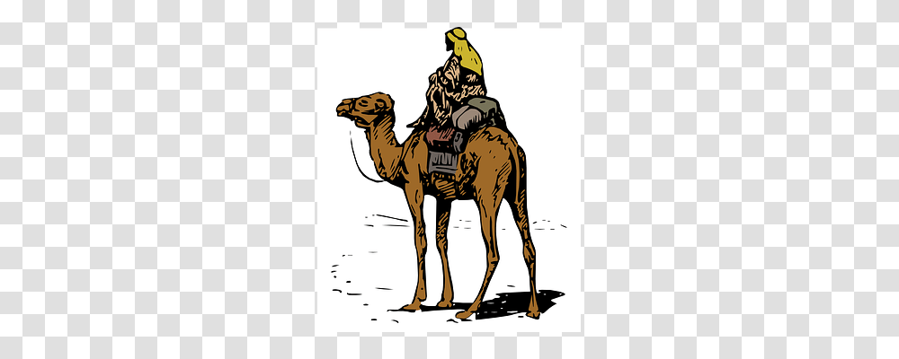 Bedouin Mammal, Animal, Camel Transparent Png