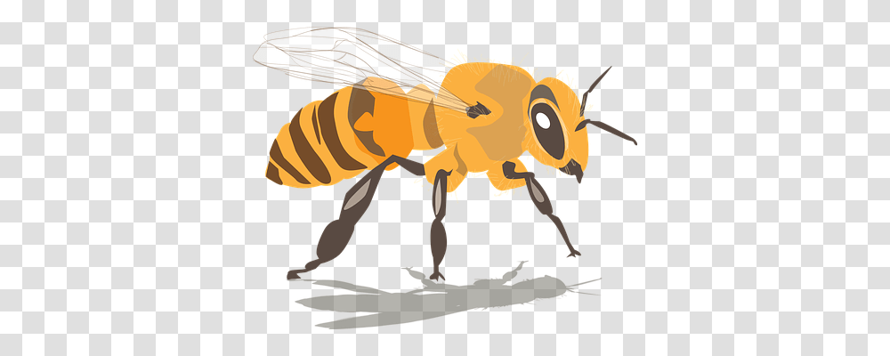 Bee Animals, Honey Bee, Insect, Invertebrate Transparent Png