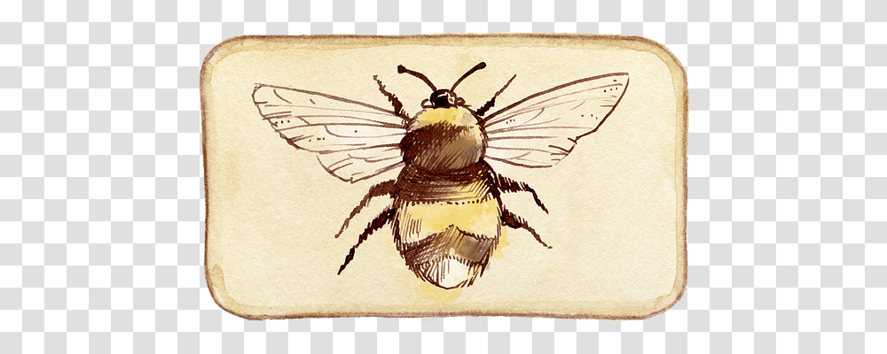 Bee Insect, Invertebrate, Animal, Spider Transparent Png