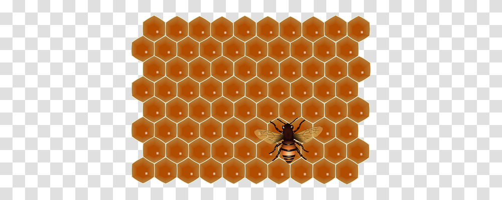 Bee Animals, Honeycomb, Food, Spider Transparent Png