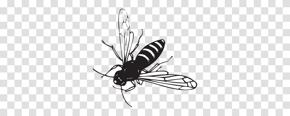 Bee Animals, Wasp, Insect, Invertebrate Transparent Png