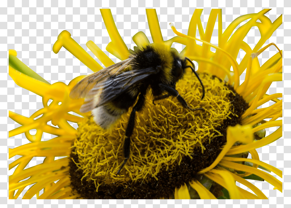 Bee Clip, Holiday Transparent Png