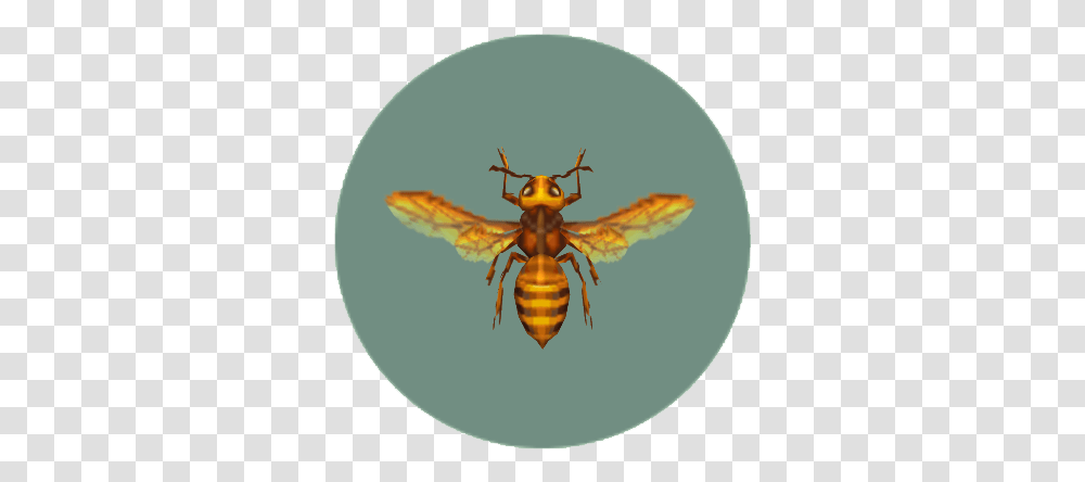 Bee Animal Crossing Wiki Fandom Animal Crossing Bee, Wasp, Insect, Invertebrate, Hornet Transparent Png