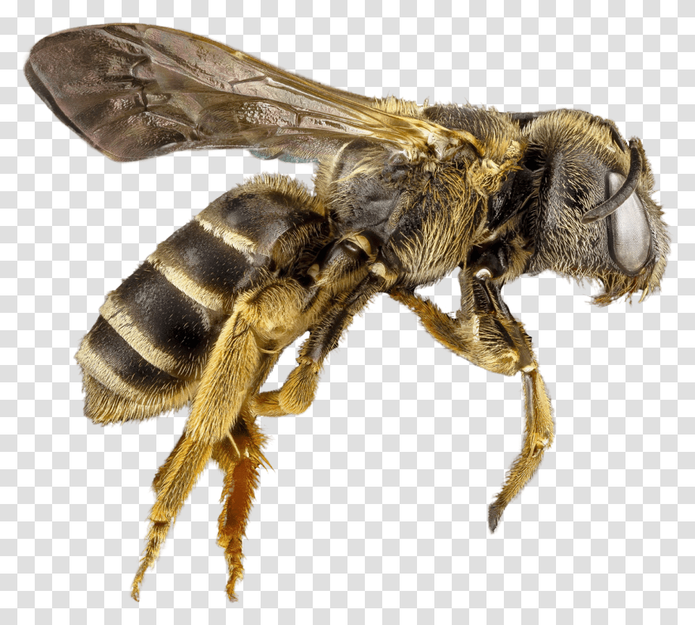Bee, Apidae, Insect, Invertebrate, Animal Transparent Png