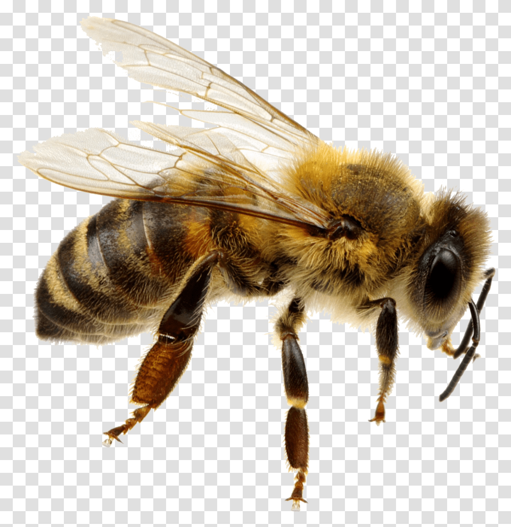 Bee Background Background Bee, Honey Bee, Insect, Invertebrate, Animal Transparent Png