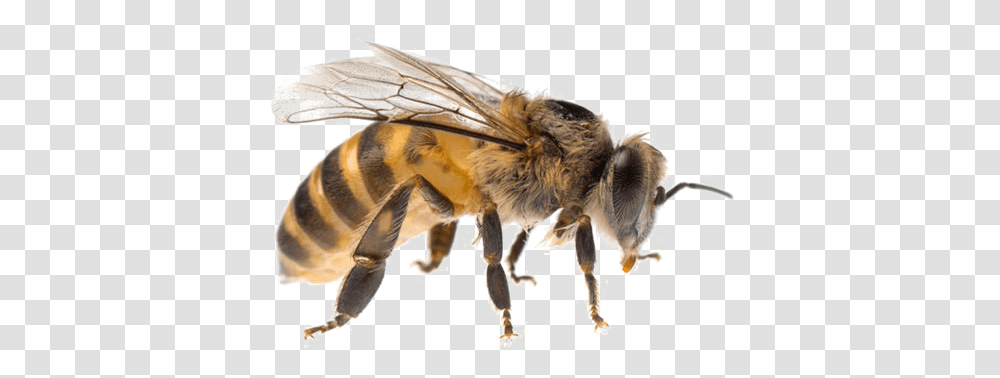 Bee Background Bee, Insect, Invertebrate, Animal, Apidae Transparent Png