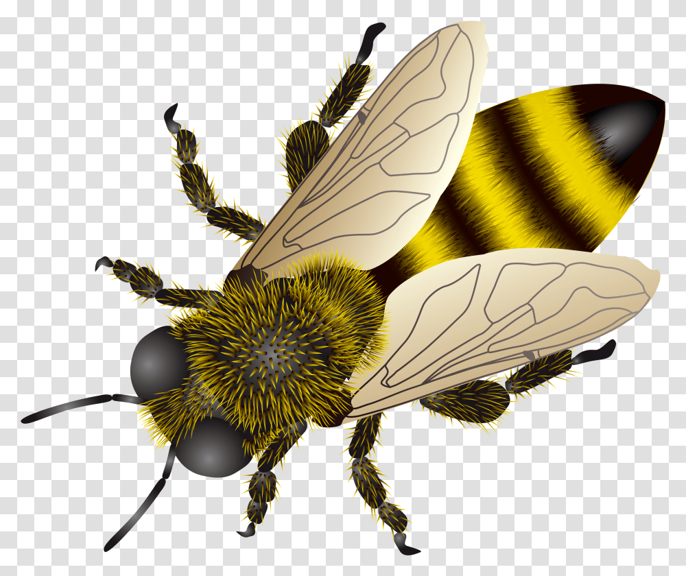 Bee Background Clip Art Background Honey Bees, Apidae, Insect, Invertebrate, Animal Transparent Png