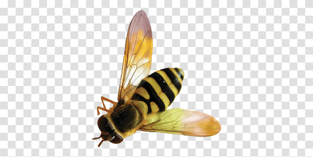 Bee Background Free Bee, Wasp, Insect, Invertebrate, Animal Transparent Png