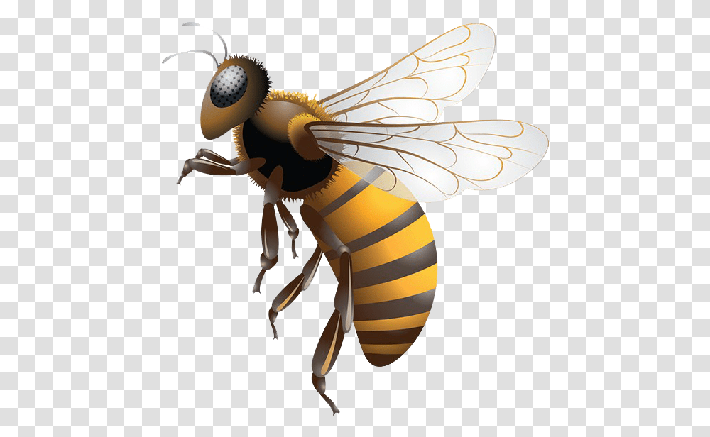 Bee Background Stingless Bee Honey, Honey Bee, Insect, Invertebrate, Animal Transparent Png