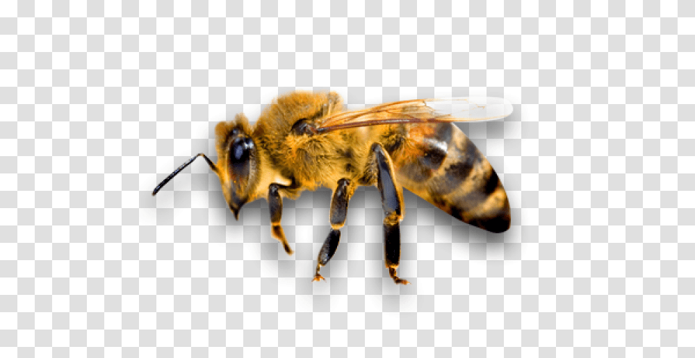 Bee Bee, Honey Bee, Insect, Invertebrate, Animal Transparent Png