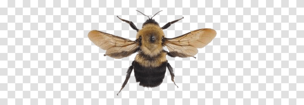 Bee Bumblebee Yellow Aesthetic Arthoe Honey Memes Art Hoe Aesthetic, Insect, Invertebrate, Animal, Apidae Transparent Png