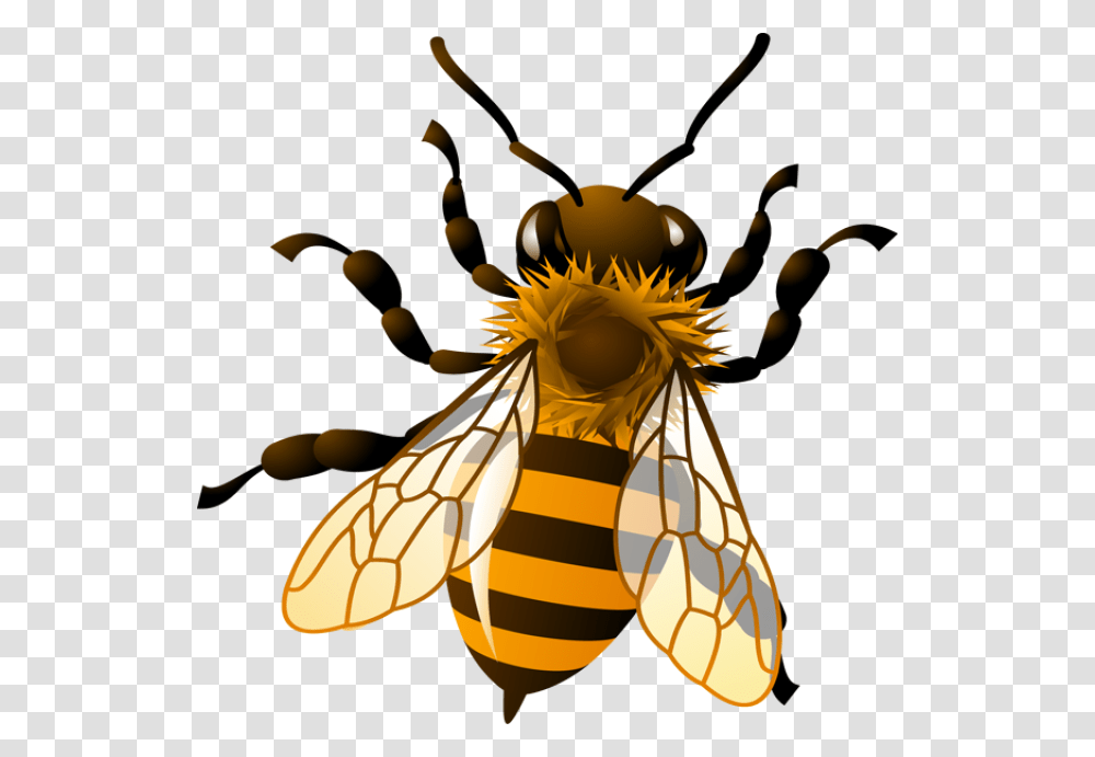 Bee Clip Art, Honey Bee, Insect, Invertebrate, Animal Transparent Png