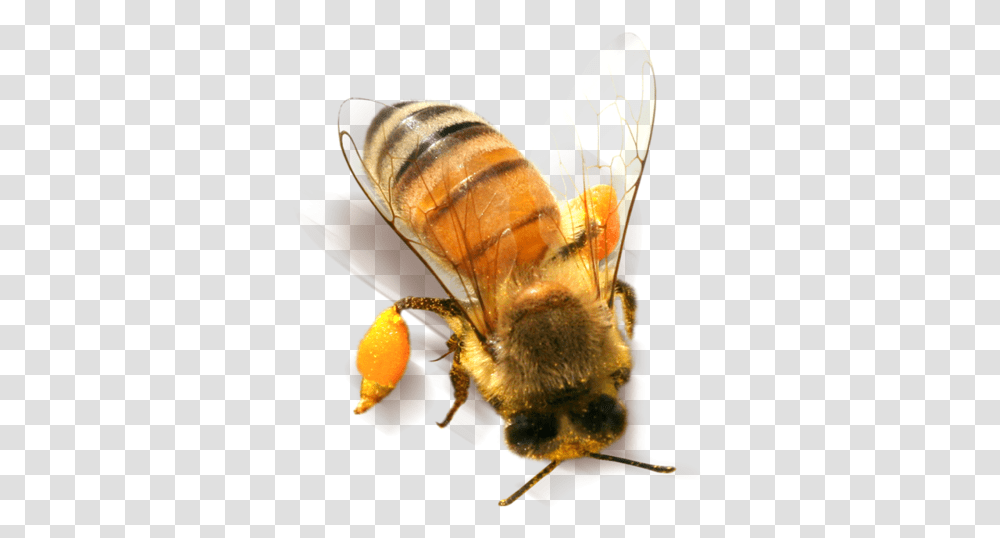 Bee Clipart 2011, Apidae, Insect, Invertebrate, Animal Transparent Png
