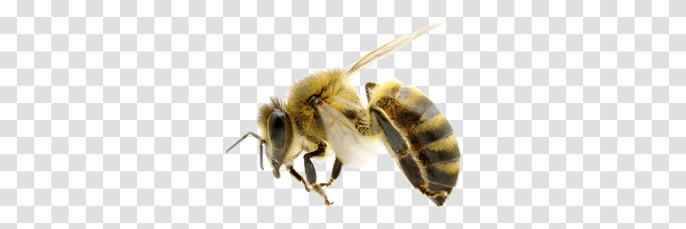 Bee Clipart Free African Killer Bee, Apidae, Insect, Invertebrate, Animal Transparent Png