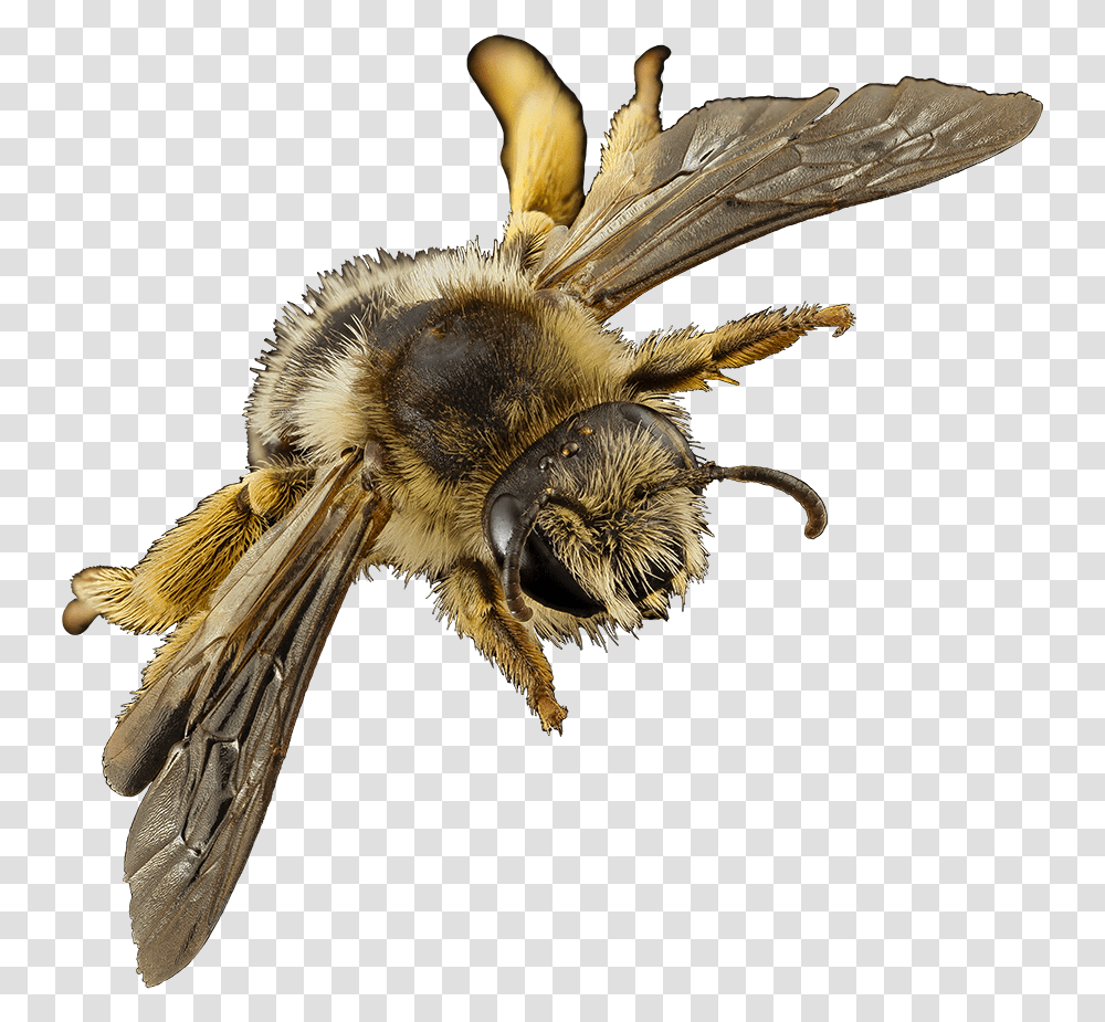 Bee Clipart Honeybee, Apidae, Insect, Invertebrate, Animal Transparent Png