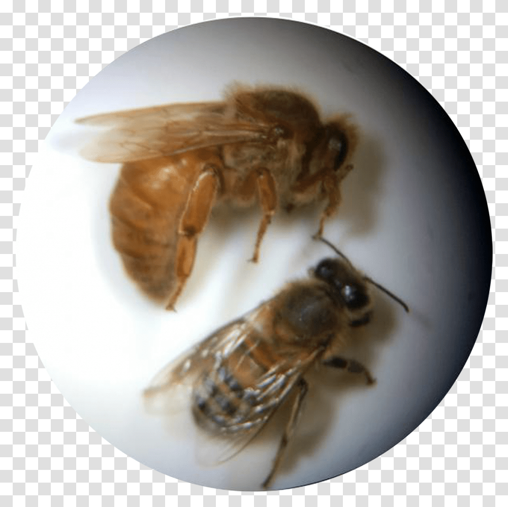 Bee Clipart Honeybee, Honey Bee, Insect, Invertebrate, Animal Transparent Png