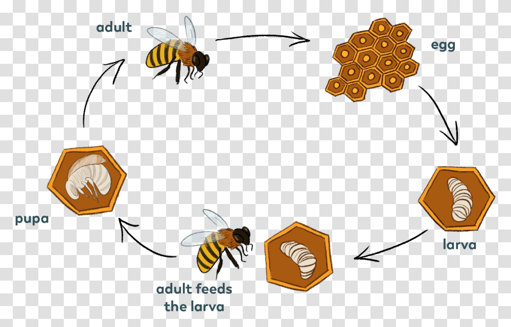 Bee Cycle Bees Cycle, Honey Bee, Insect, Invertebrate, Animal Transparent Png