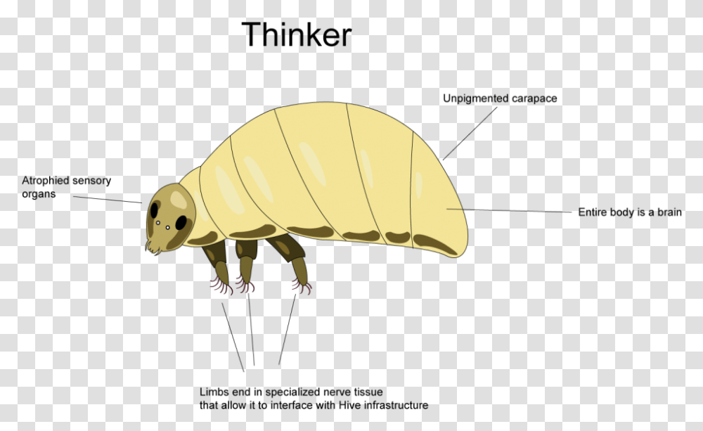 Bee Download Bee, Animal, Invertebrate, Insect, Cricket Insect Transparent Png