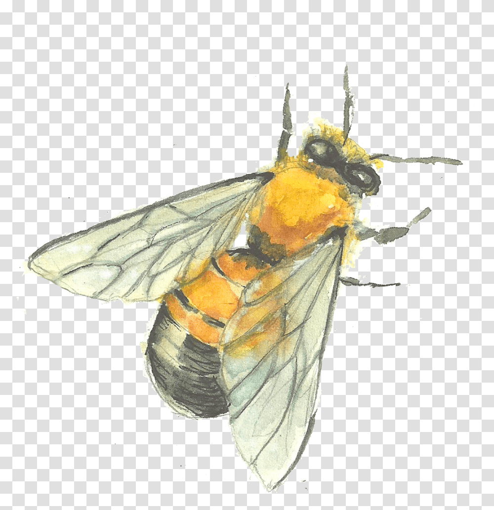 Bee Drawing Watercolor Bee Painting, Insect, Invertebrate, Animal, Butterfly Transparent Png