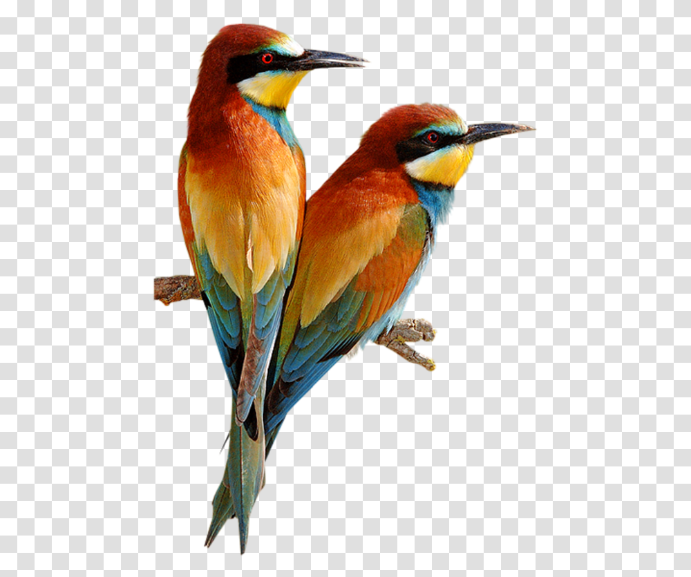 Bee Eater Bird Clipart Download Beautiful Birds Of The World, Animal, Bluebird Transparent Png