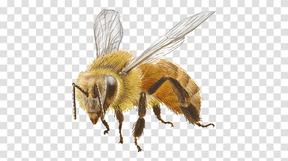 Bee Facts Parasitism, Apidae, Insect, Invertebrate, Animal Transparent Png