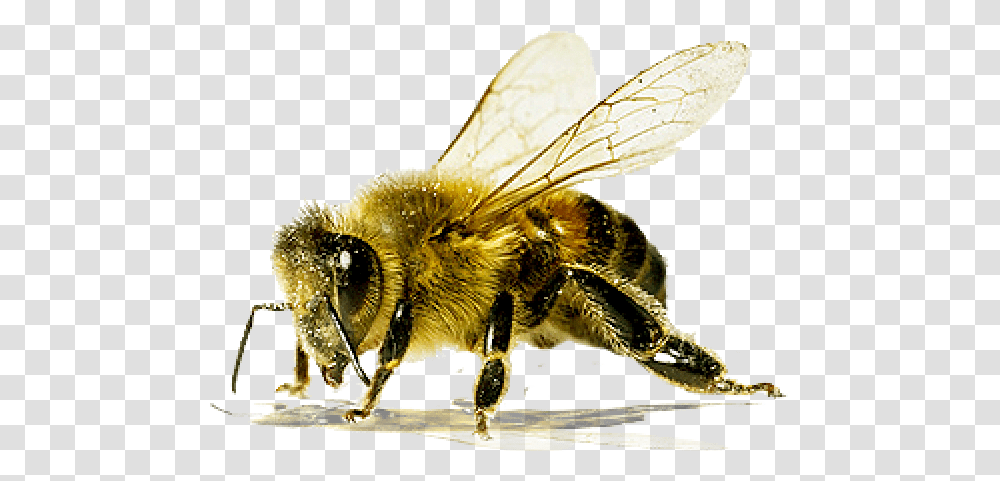 Bee Free Download Images Does A Killer Bee Look Like, Insect, Invertebrate, Animal, Apidae Transparent Png