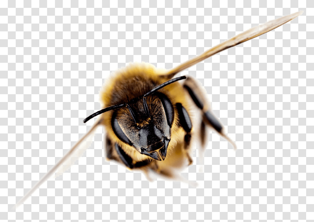 Bee Free Image Importance Of Bees Facts, Honey Bee, Insect, Invertebrate, Animal Transparent Png