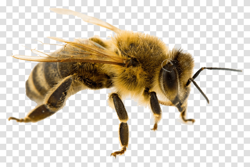 Bee Free Pic West Virginia State Insect, Apidae, Invertebrate, Animal, Honey Bee Transparent Png