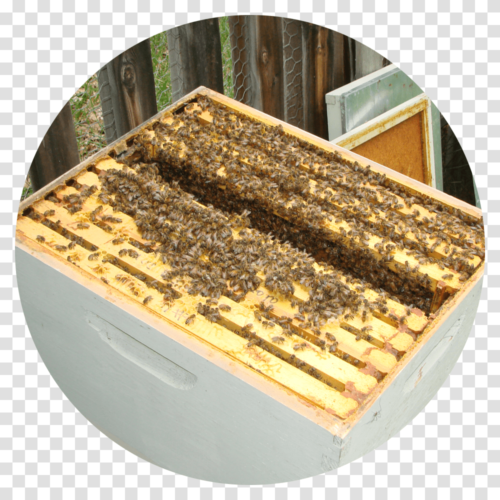 Bee Hives Transparent Png