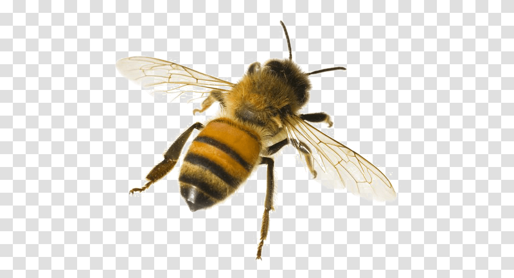 Bee Honey Bee White Background, Apidae, Insect, Invertebrate, Animal Transparent Png