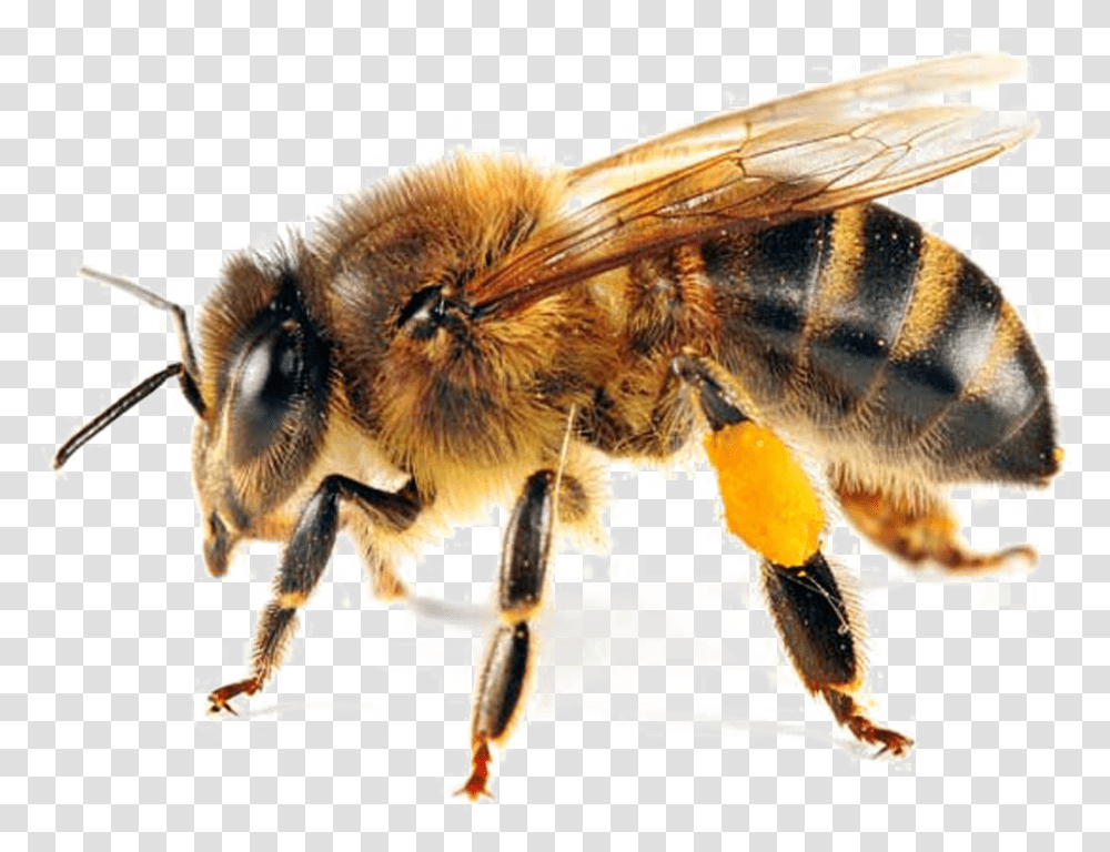 Bee Honey Bee White Background, Insect, Invertebrate, Animal, Apidae Transparent Png
