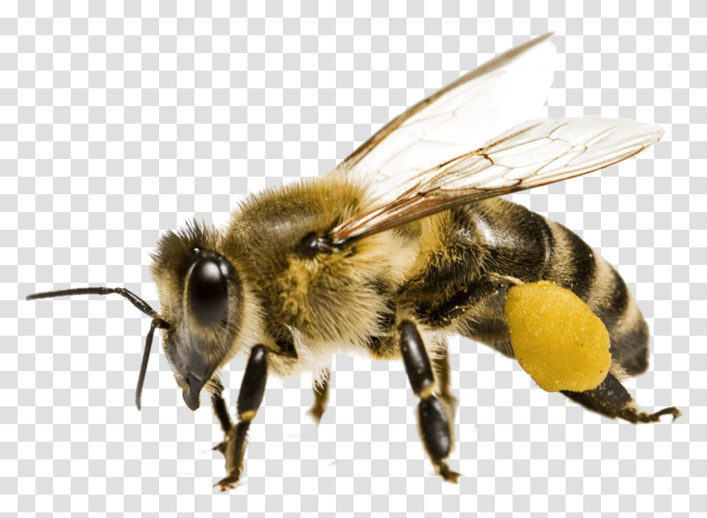 Bee Honeybee, Apidae, Insect, Invertebrate, Animal Transparent Png