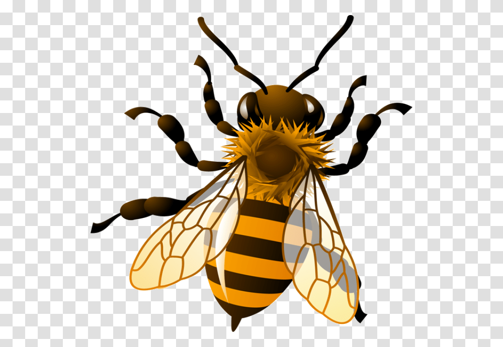 Bee Honeybee Honey Clipart Kid Background Honey Bee Clipart, Insect, Invertebrate, Animal, Wasp Transparent Png