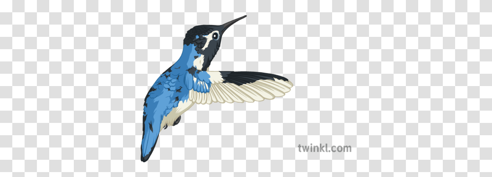 Bee Hummingbird Illustration Twinkl European Swallow, Animal, Flying, Jay, Blue Jay Transparent Png