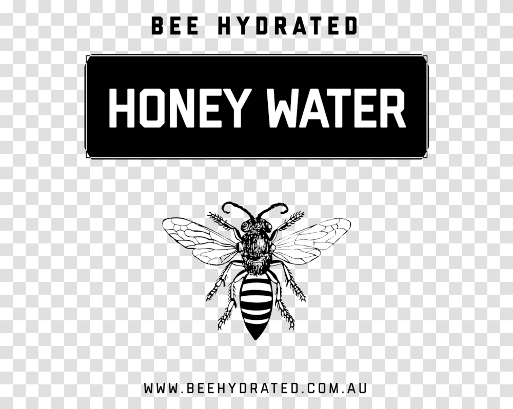 Bee Hydrated Honey Water Contains 100 Natural Australian Honeybee, Wasp, Insect, Invertebrate, Animal Transparent Png