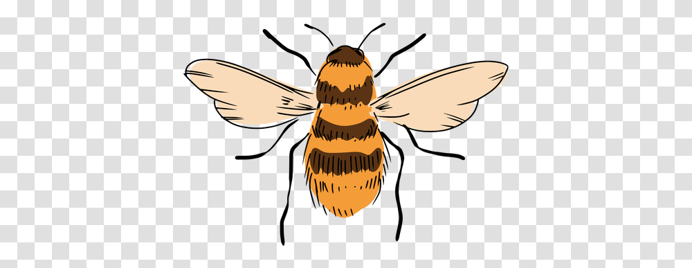 Bee Illustration Parasitism, Honey Bee, Insect, Invertebrate, Animal Transparent Png
