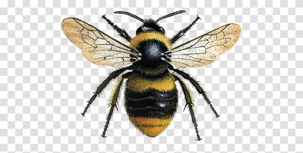 Bee Image Bumble Bee, Apidae, Insect, Invertebrate, Animal Transparent Png