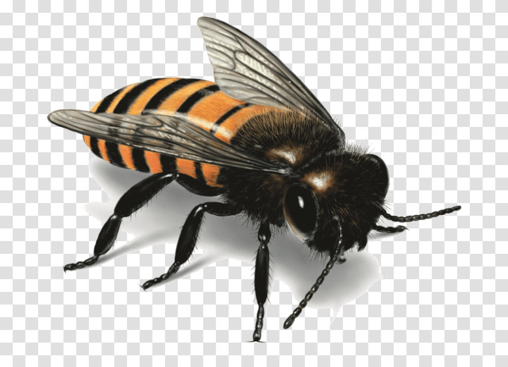 Bee Image Characteristics Of Western Honey Bee, Apidae, Insect, Invertebrate, Animal Transparent Png