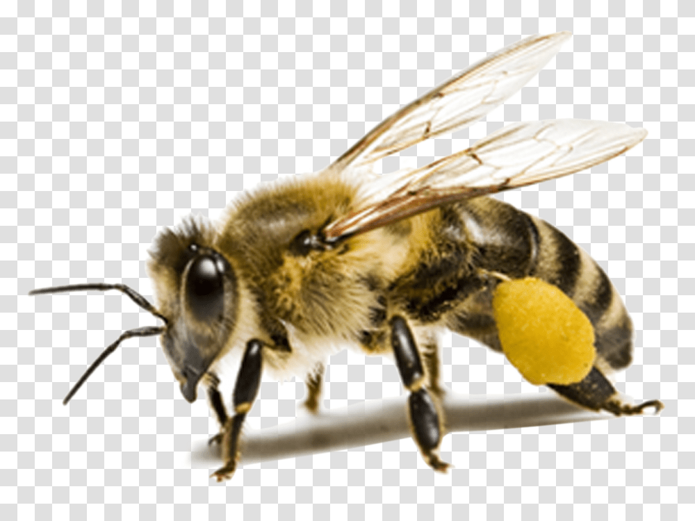 Bee Image Classification Using A Cnn Honey Bee Background, Apidae, Insect, Invertebrate, Animal Transparent Png