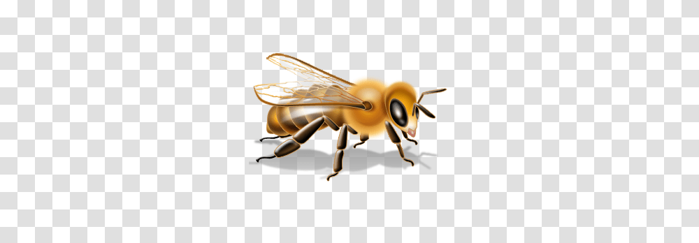 Bee Image Free Bee Picture Download, Honey Bee, Insect, Invertebrate, Animal Transparent Png