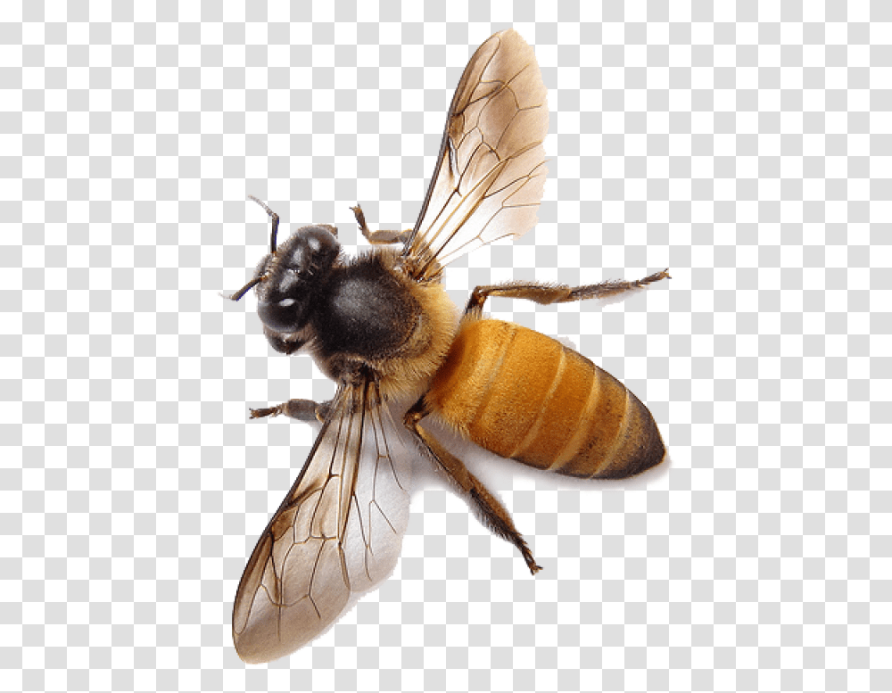 Bee Image Honey Bee Background, Insect, Invertebrate, Animal, Apidae Transparent Png