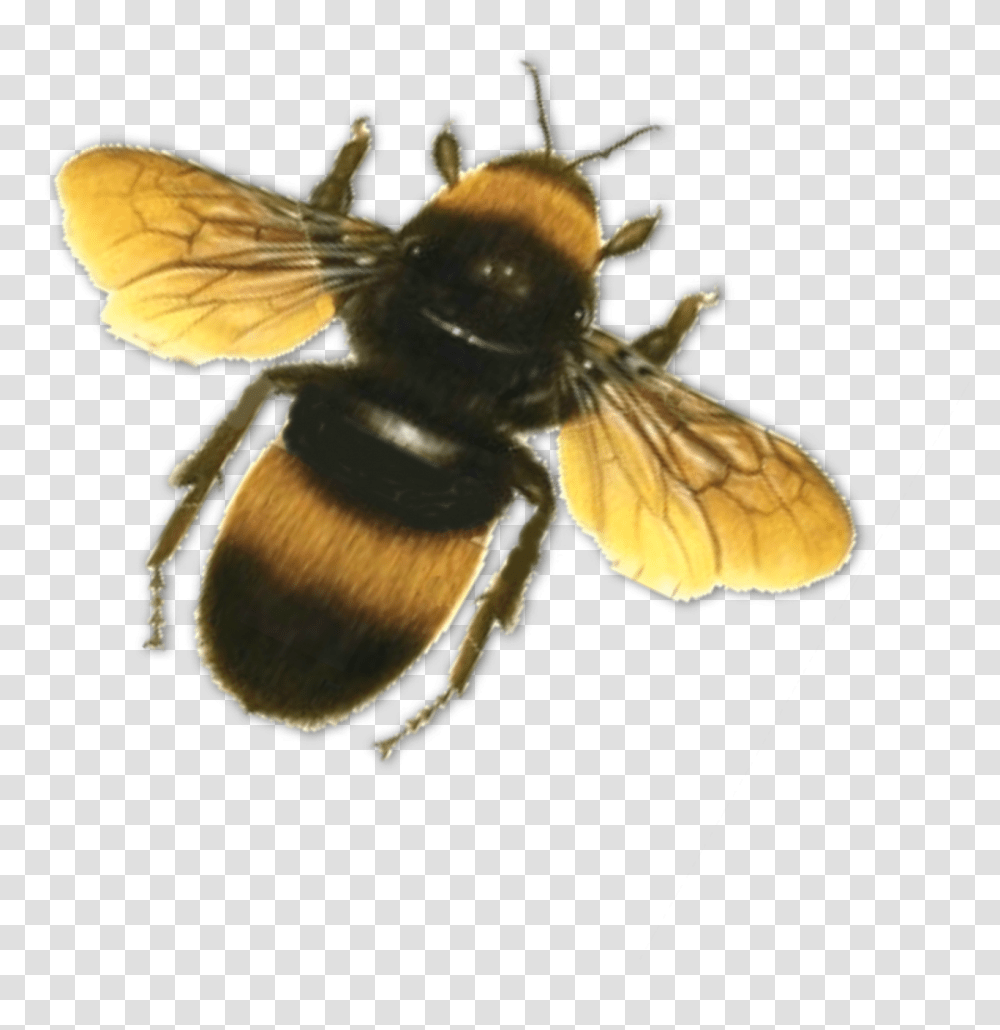 Bee Images Bumble Bee Background, Honey Bee, Insect, Invertebrate, Animal Transparent Png