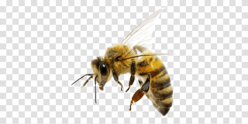 Bee Images Free Download Background Bee, Honey Bee, Insect, Invertebrate, Animal Transparent Png